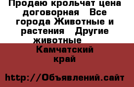 Продаю крольчат цена договорная - Все города Животные и растения » Другие животные   . Камчатский край